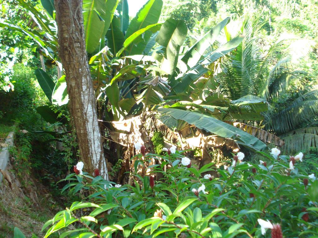 Cote Sud - Unique Villa & Bungalows Intendance Road Takamaka Phòng bức ảnh